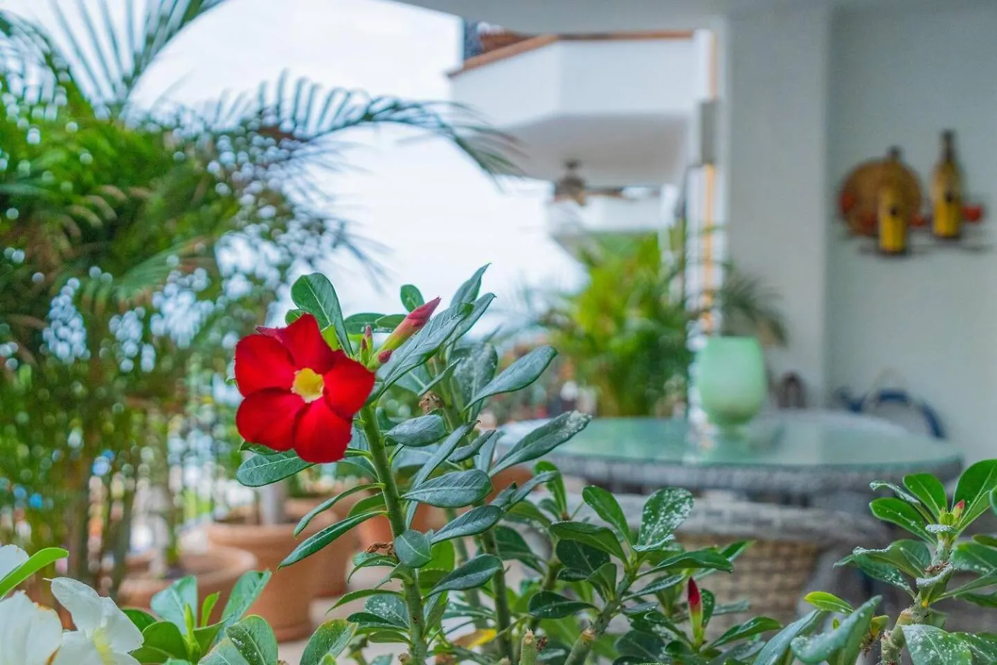 Apartment Los Muertos Escape Puerto Vallarta Mexico